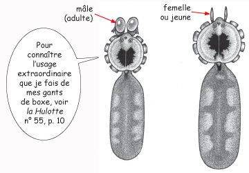 pholcus mâle et femelle